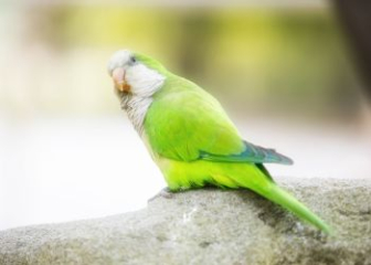 Vẹt Quaker - Loài vẹt cảnh thích làm tổ bằng cành cây khô