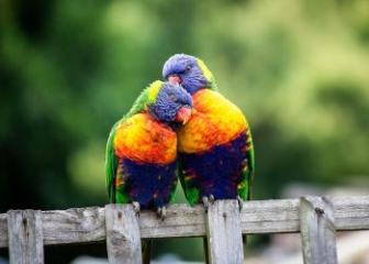 Vẹt cầu vồng (Rainbow Lorikeet) - Cách nuôi, chăm sóc từ A - Z