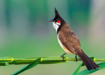 Chim Chào mào - Kỹ thuật kích lửa giúp chim hót sung nhất