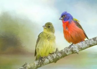Chim Painted Bunting - Tìm hiểu về chim sặc sỡ đến từ châu Mỹ