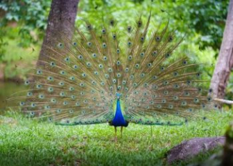 Chim công lam Ấn Độ - Loài chim cảnh đẹp nhất thế giới