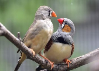 Chim manh manh - Kỹ thuât nuôi chim di vằn từ A - Z