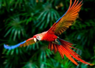 Vẹt Macaw - Đặc điểm, cách nuôi loài vẹt sặc sỡ nhất thế giới
