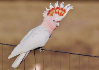 Vẹt Cockatoo - Loài vẹt thông minh, giàu cảm xúc nhất thế giới