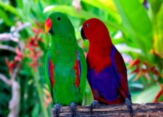 Vẹt Eclectus - Cẩm nang thuần hóa hiệu quả, tối ưu