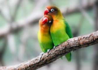 Vẹt Lovebird - Loài vẹt tình yêu nhỏ bé rực rỡ sắc màu