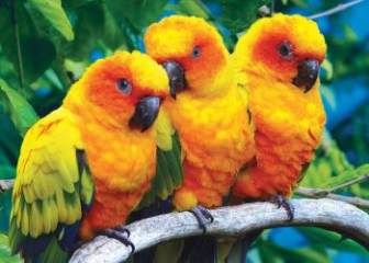 Vẹt Sun Conure - Tìm hiểu về loài vẹt rực rỡ như ánh mặt trời