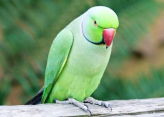 Vẹt Ringneck - Kỹ thuật nuôi, chăm sóc vẹt cổ khoen từ A - Z