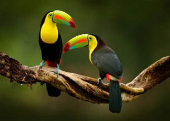Chim Toucan - Loài chim có chiếc mỏ khổng lồ nhiều màu sắc