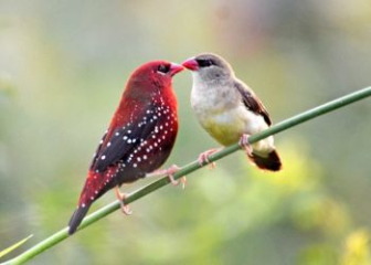 Chim mai hoa - Loài chim có sắc đỏ tươi rực rỡ tại Việt Nam
