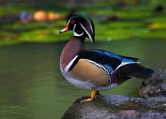 Chim Vịt gỗ - Khám phá về loài vịt đẹp, độc lạ nhất Thế giới