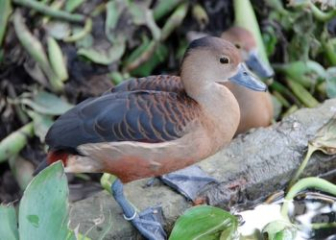 Chim le le - Tìm hiểu về loài chim nước thân thiện, dễ nuôi