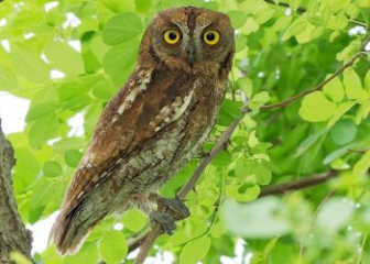 Chim cú mèo nhỏ Otus sunia - Loài chim cú mèo nhỏ nhất châu Á