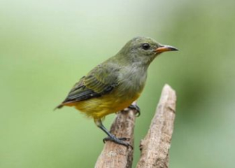 Chim sâu - Người bạn trung thành của nông dân Việt Nam